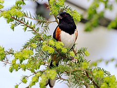 Male Rufous-Sided Towhee